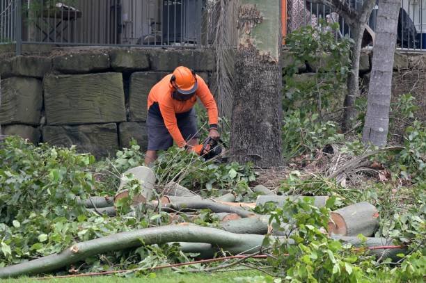 How Our Tree Care Process Works  in  Richmond West, FL